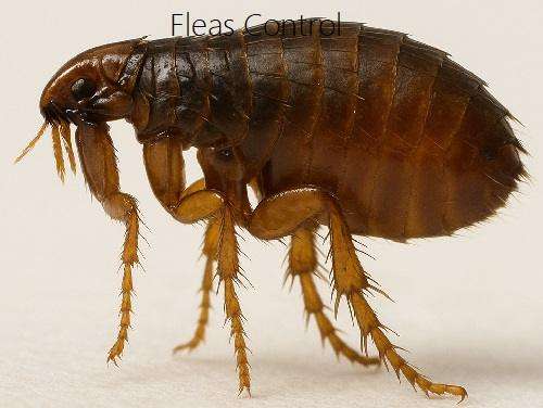 pest control for fleas pest control for fleas