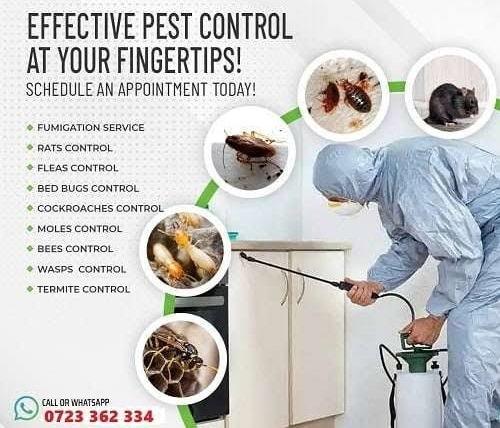 Fumigation & pest control services in Kenya Fumigation & pest control services in Kenya