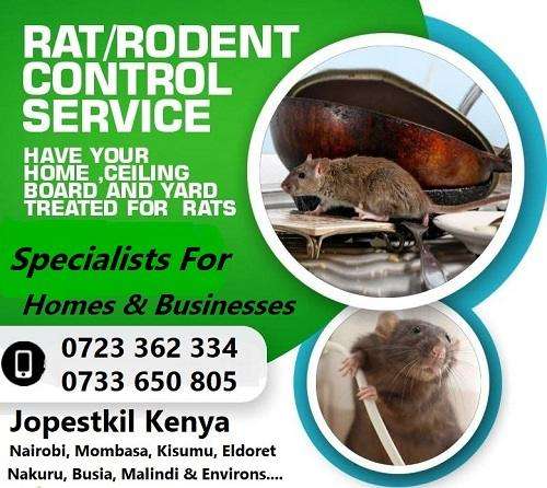 pest control for rats pest control for rats