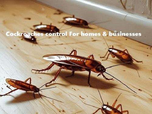 pest control for cockroaches pest control for cockroaches