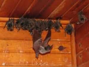 Bats control services