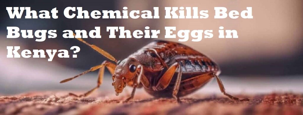 what chemical kills bed bugs and their eggs in kenya